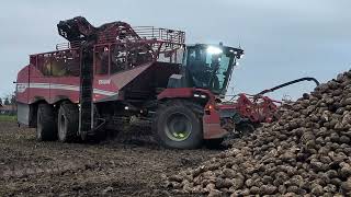 Rüben roden 2023 Grimme Rexor 6300 [upl. by Mayne]