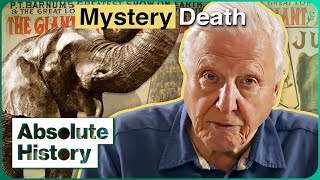 Jumbo David Attenborough On The Tragic Life Of The Superstar Elephant  Jumbo  Absolute History [upl. by Yrallih870]