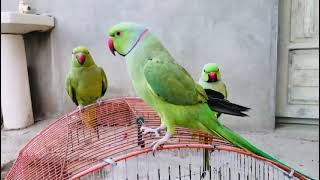 Clear voice ringneck parrots making sounds [upl. by Nuoras]