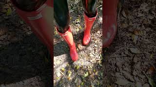 Hunter Boots Coral4 [upl. by Fenwick]