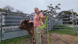 Cattle Training Halters  How to fit them correctly [upl. by Dyrrej]