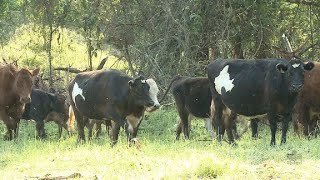 Pecuária de corte Unidade de Referência Tecnológica da Epagri em Concórdia [upl. by Valtin]