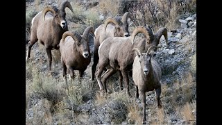 Bighorn Sheep Rut Highlights 2021 5KWildlife PhotographyJackson HoleGrand Teton ParkYellowstone [upl. by Killarney]