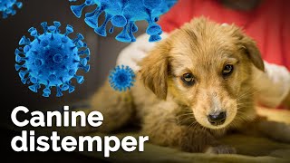 Canine Distemper क्या होता है Symptoms Causes prevention and treatment  Distemper in dogs [upl. by Ydeh218]