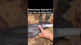 Intravenous injection in ear vein l dr Umar khan [upl. by Sanfo54]