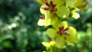 Dark Mullein Verbascum nigrum  20130823 [upl. by Latsirc]