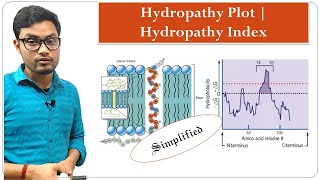 Proteins 3  Secondary Structure of Proteins  Hydropathy Plot  Helical Wheel Amino Acids [upl. by Rosenblast]