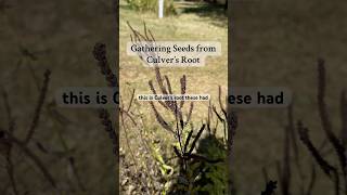 Gathering Seeds from Culver’s Root a missouri native wildflowers seeds flowers perennial [upl. by Anrat]