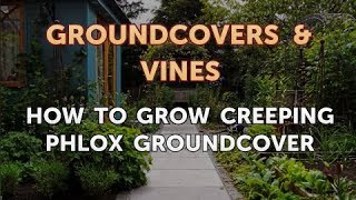 How to Grow Creeping Phlox Groundcover [upl. by Llevram513]