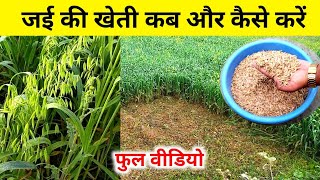 जई की खेती बुवाई कब और कैसे करें  Jai ki kheti kab aur kaise karen  Jai ki kheti Oat Cultivation [upl. by Ardnua579]