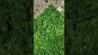 Amazon rainforest Drone footage captures illegal deforestation in Brazil [upl. by Pandora]