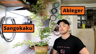 Der dicke Kakao  Acer palmatum Sangokaku Ableger Abmoosung  Bonsai VLog 161 [upl. by Tsan]