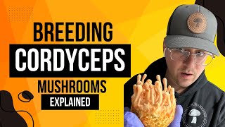 Breeding Cordyceps Mushrooms Explained [upl. by Htieh]