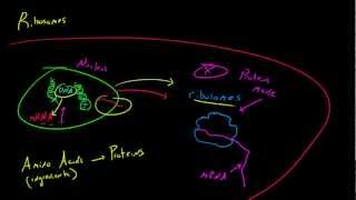 Biology Lecture  21  Ribosomes [upl. by Aldrich]