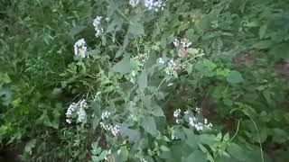 White Snakeroot [upl. by Kissiah]