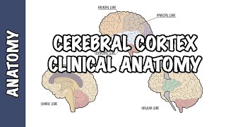 Clinical Anatomy  Cerebral Cortex lobes injury and clinical signs [upl. by Betsey]