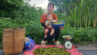 Harvest the canarium fruit and sell it at the market to earn money to feed your children [upl. by Annaet]