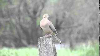 Mourning Dove call [upl. by Ecirtra395]