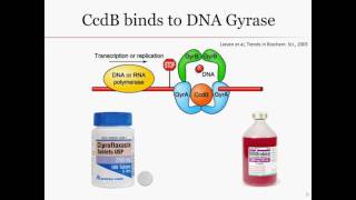 CcdACcdB ToxinAntitoxin System [upl. by Dow655]