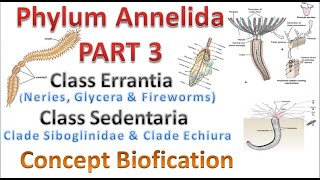 Phylum Annelida part 3 Class Errantia amp Class Sedentaria [upl. by Auehsoj]