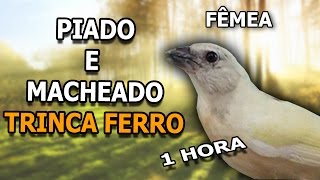 Fêmea de trinca ferro piando e macheando para esquentar macho [upl. by Yelad270]