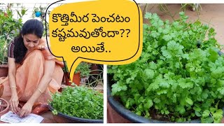 How to grow coriander at home successfullyకొత్తిమీరను సులువుగా పెంచడం ఎలాcorriander tips [upl. by Vidovic]