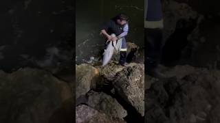 130cm mulloway off the rocks fishing fish mulloway perth westernaustralia edit [upl. by Bartolomeo]