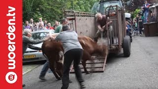 Woerden TV  Politie schiet dolle koe neer in Woerden [upl. by Josh228]