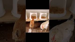 Chicken Egg Laying Box [upl. by Olrak]