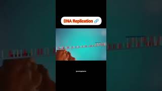 DNA Replication 🧬 four major stagesinitiationunwindingprimersynthesiselongation DNApolymerase [upl. by Fife153]