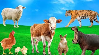 Animal Colors  Cow Chicken Sheep Rabbit Hippopotamus Tiger  Animal Exploration [upl. by Neibaf56]