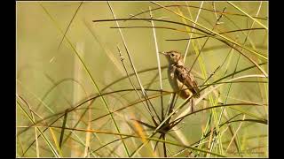 Rufouswinged Cisticola call [upl. by Pelage826]