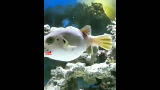 Dog  Faced Puffer Fish  Beautiful Puffer Fish aquariumfish [upl. by Euqinot]