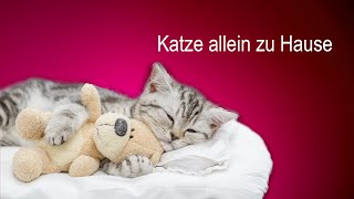 Katze alleine zu Hause  was macht sie den ganzen Tag [upl. by Powe]