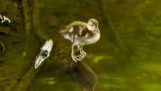 Duckling of the Mandarin Duck Aix galericulata  Küken der Mandarinente 1 [upl. by Henebry]