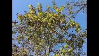 Plant portrait  Princess tree Paulownia tomentosa [upl. by Halyak]