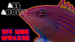 All About The Six Line Wrasse [upl. by Nohsal168]