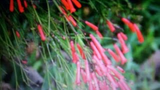 Evergreens Hanging Plant  Firecracker  Russelia equisetiformis [upl. by Yrrah]