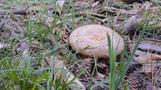 Primer Boletus Edulis Niscalos y Champiñones Septembrie 2024 2 [upl. by Letnahs]