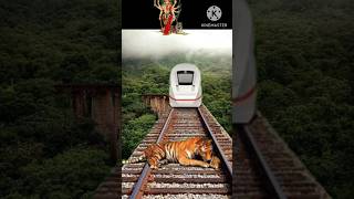 Train Crash Tiger Accident viral shorts trending [upl. by Vacuva]