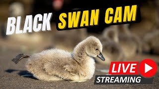 Black Swan Cam Dawlish Sponsored by Oakcliff Holiday Park [upl. by Icam]