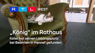 Internationaler Tag der Katze „Choki“ liebt das Rathaus  RTL WEST 08082023 [upl. by Levison]