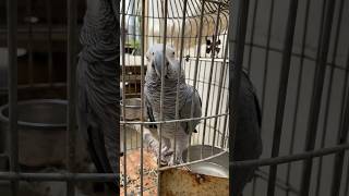 My Grey Parrot greyparrot parrot animal bird shortsviral toptranding [upl. by Ablem]