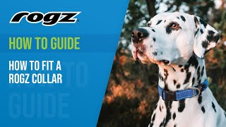 How to fit a Rogz Collar [upl. by Gilli]