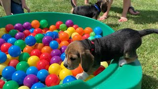 Cute Beagle Puppy Playing in Ball pit with Brothers amp Sisters [upl. by Beltran]