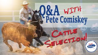 The Best Way To Select Cattle In Campdrafting With Pete Comiskey [upl. by Rozina919]