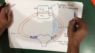 Suprapleural Membrane Anatomy [upl. by Whitehouse]