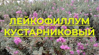 Лейкофиллум кустарниковый Leucophyllum Frutescens Красивоцветущий кустарник для живых изгородей [upl. by Mona]