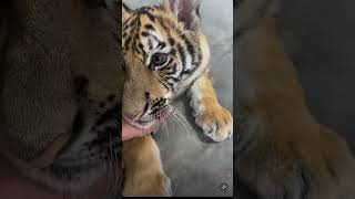 Petting Tiger Cub funnyshorts tiger catvideos [upl. by Neeli671]