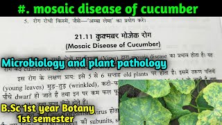 Mosaic disease of cucumber  BSc first year Botany first semester Microbiology and plant pathology [upl. by Khosrow158]